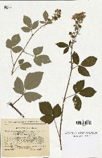 spécimen de Rubus ulmifolius