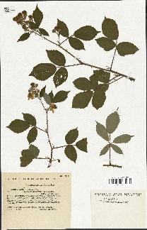 spécimen de Rubus radula