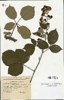 spécimen de Rubus gillotii