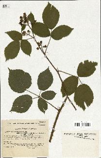 spécimen de Rubus rosaceus