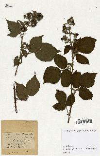 spécimen de Rubus sp.