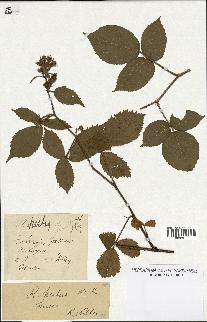 spécimen de Rubus hirtus