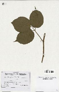 spécimen de Rubus hirtus