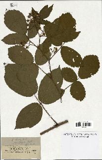 spécimen de Rubus hirtus