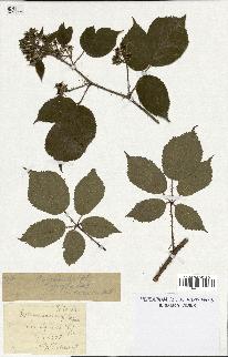 spécimen de Rubus schleicheri