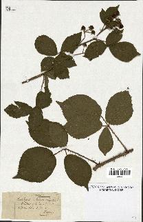 spécimen de Rubus schleicheri