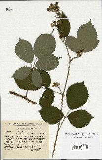 spécimen de Rubus argenteus