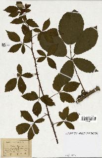 spécimen de Rubus thyrsoideus