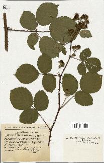 spécimen de Rubus melanoxylon