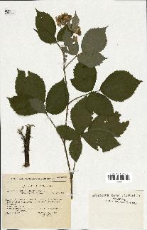 spécimen de Rubus hebecarpus