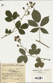 spécimen de Rubus obscurus