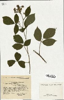 spécimen de Rubus obscurus