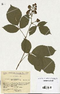 spécimen de Rubus pyramidalis