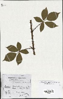 spécimen de Rubus pyramidalis