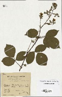 spécimen de Rubus pyramidalis