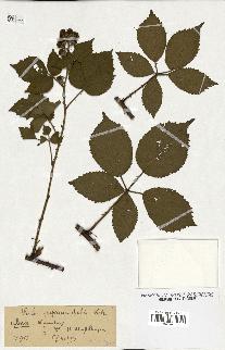 spécimen de Rubus pyramidalis