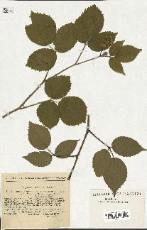 spécimen de Rubus hirtus