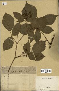 spécimen de Rubus hirtus