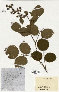 spécimen de Rubus hirtus