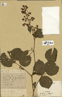 spécimen de Rubus hirtus