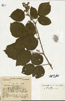 spécimen de Rubus hirtus