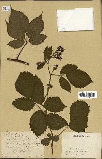 spécimen de Rubus hirtus