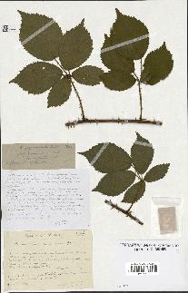 spécimen de Rubus pyramidalis