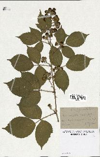 spécimen de Rubus pyramidalis