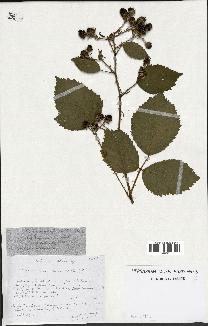 spécimen de Rubus pyramidalis