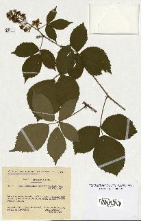 spécimen de Rubus pyramidalis