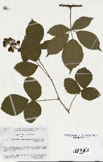 spécimen de Rubus pyramidalis