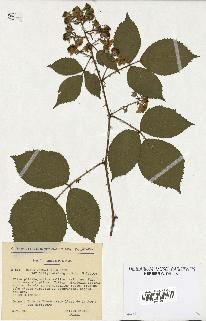 spécimen de Rubus pyramidalis