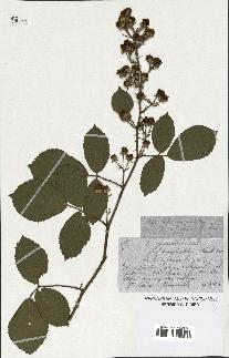 spécimen de Rubus pyramidalis