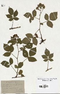 spécimen de Rubus pyramidalis