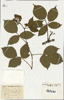 spécimen de Rubus pyramidalis