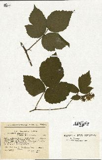 spécimen de Rubus serpens