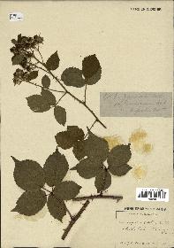 spécimen de Rubus pyramidalis