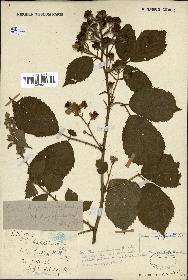 spécimen de Rubus pyramidalis