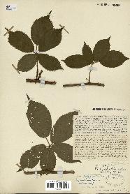 spécimen de Rubus pyramidalis