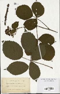 spécimen de Rubus pyramidalis