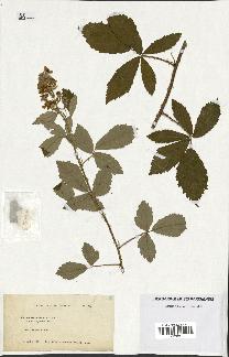 spécimen de Rubus tomentosus