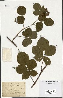 spécimen de Rubus hirtus