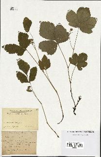 spécimen de Rubus saxatilis