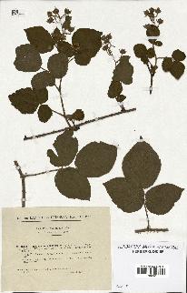 spécimen de Rubus hirtus