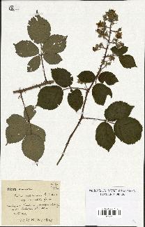 spécimen de Rubus obtruncatus