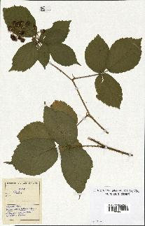 spécimen de Rubus sp.