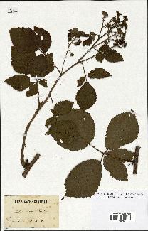 spécimen de Rubus mutabilis