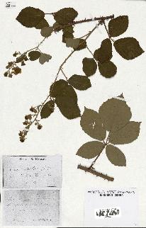 spécimen de Rubus mutabilis