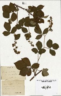 spécimen de Rubus mutabilis