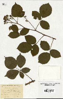 spécimen de Rubus schmidelyanus